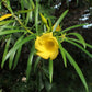 THEVETIA PERUVIANA /CASCABELA THEVETIA (OLEANDRO GIALLO)