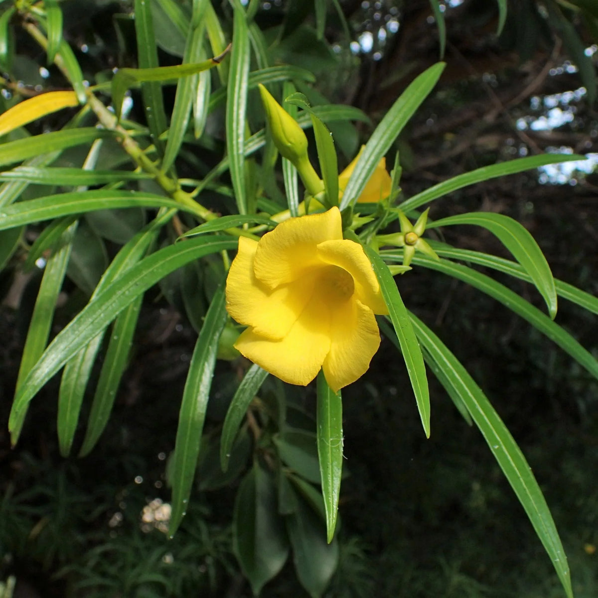 THEVETIA PERUVIANA /CASCABELA THEVETIA (OLEANDRO GIALLO)