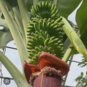 MUSA VEINTE COHOL (BANANO EDULE)