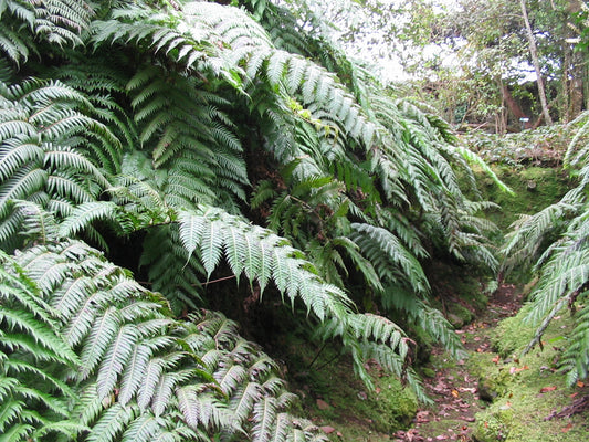 WOODWARTIA RADICANS (FELCE BULBIFERA)