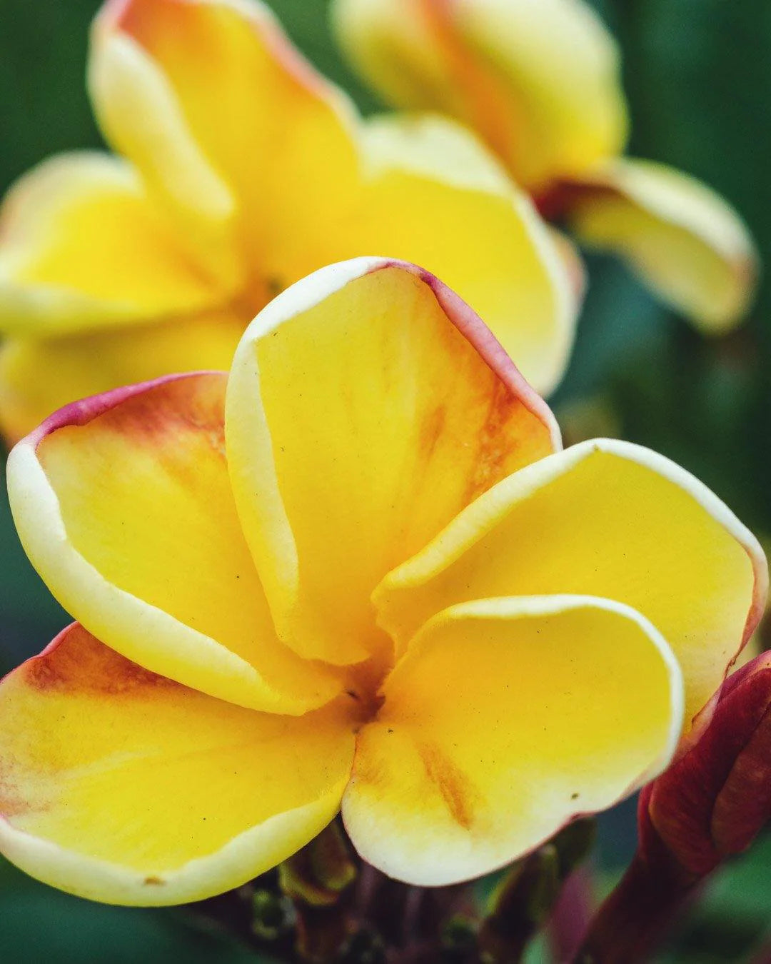 PLUMERIA RUBRA YELNIQUE