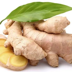 ZINGIBER OFFICINALE (ZENZERO)