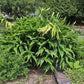 ZINGIBER OFFICINALE (ZENZERO)