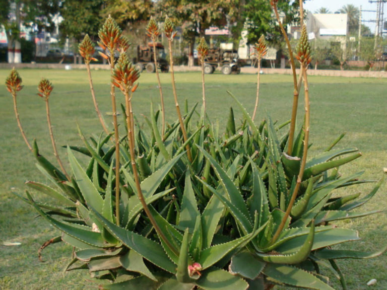 ALOE x DELAETIII