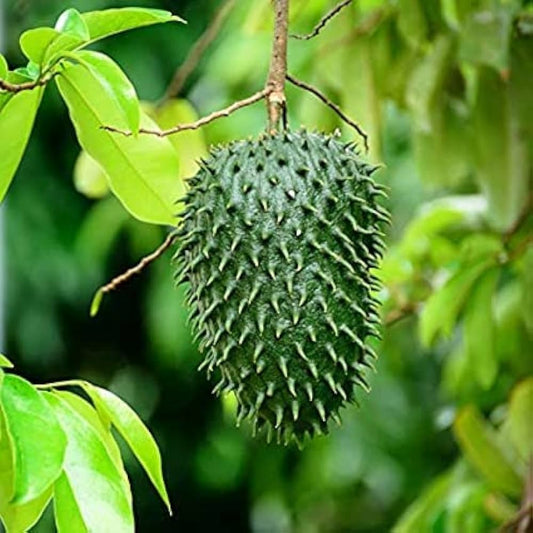 ANNONA X ATEMOYA (ATEMOYA)