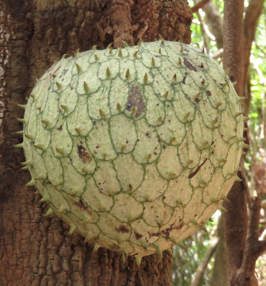 ANNONA CHERIMOYA (CHERIMOLA) GRAFTED