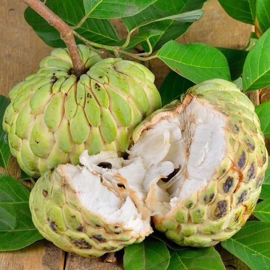 ANNONA SQUAMOSA (SUGAR APPLE)