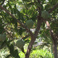 ANNONA SQUAMOSA (SUGAR APPLE)