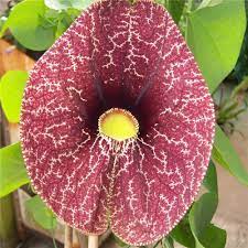 ARISTOLOCHIA GIGANTEA