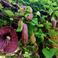 ARISTOLOCHIA GIGANTEA