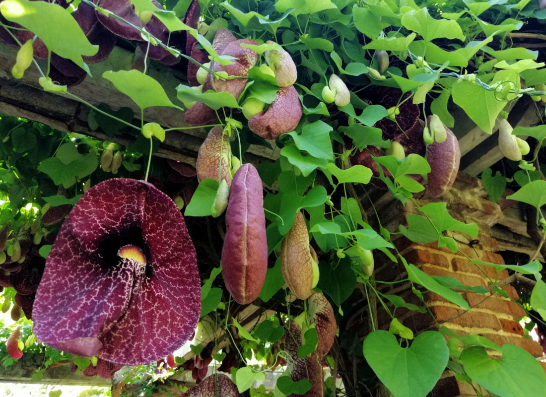 ARISTOLOCHIA GIGANTEA