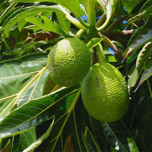 ARTOCARPUS HETEROPHYLLUS ORANGE FRUIT (JACKFRUIT)