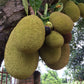 ARTOCARPUS HETEROPHYLLUS (JACKFRUIT) A POLPA CREMOSA (BANANA)