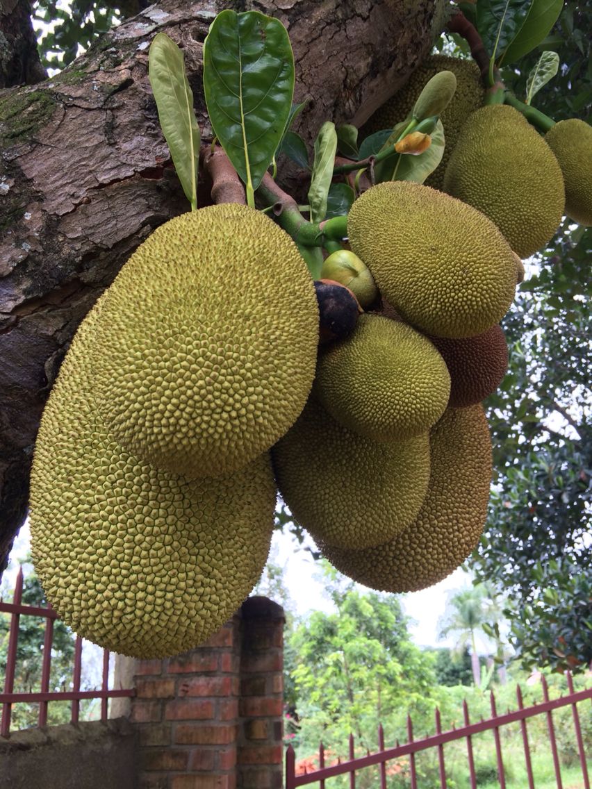 ARTOCARPUS HETEROPHYLLUS (JACKFRUIT) A POLPA CREMOSA (BANANA)