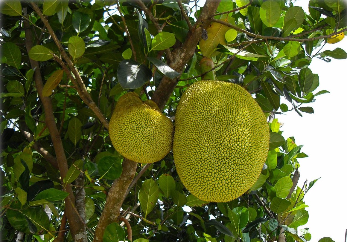 ARTOCARPUS HETEROPHYLLUS (JACKFRUIT) A POLPA CREMOSA (BANANA)