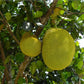 ARTOCARPUS HETEROPHYLLUS ORANGE FRUIT (JACKFRUIT)