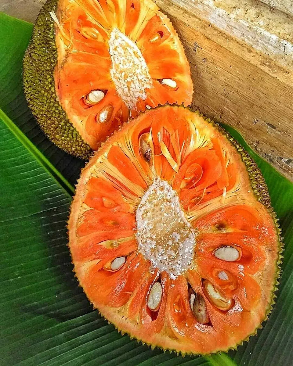 ARTOCARPUS HETEROPHYLLUS A FRUTTO ARANCIONE (JACKFRUIT)