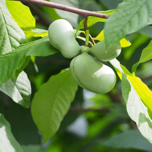 ASIMINA TRILOBA (NORTHERN BANANA)