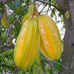 AVERRHOA CARAMBOLA (CARAMBOLA) VAR. FWANG TUNG