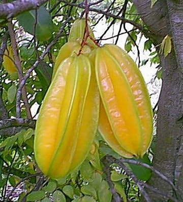 AVERRHOA CARAMBOLA (CARAMBOLA)