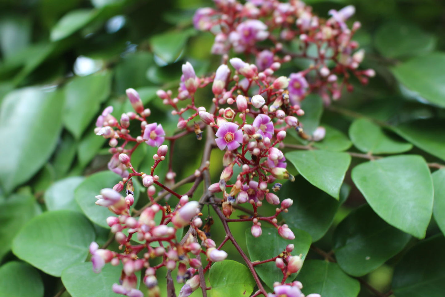 AVERRHOA CARAMBOLA (CARAMBOLA)