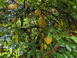 AVERRHOA CARAMBOLA (CARAMBOLA) DA SEME