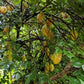 AVERRHOA CARAMBOLA (CARAMBOLA)