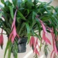 BILBERGIA NUTANS (QUEEN'S TEARS)