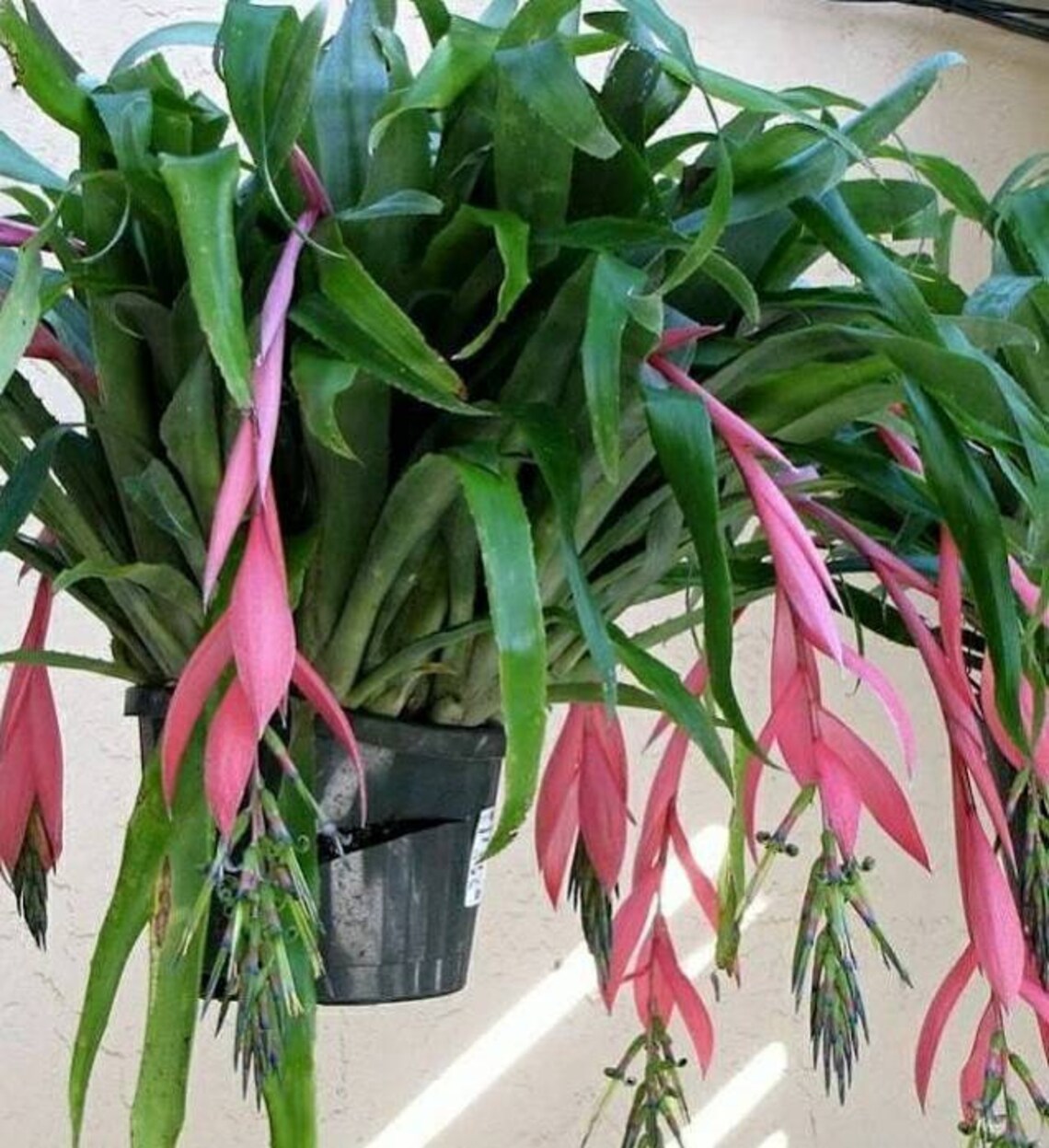 BILLBERGIA NUTANS (LACRIME DI REGINA)