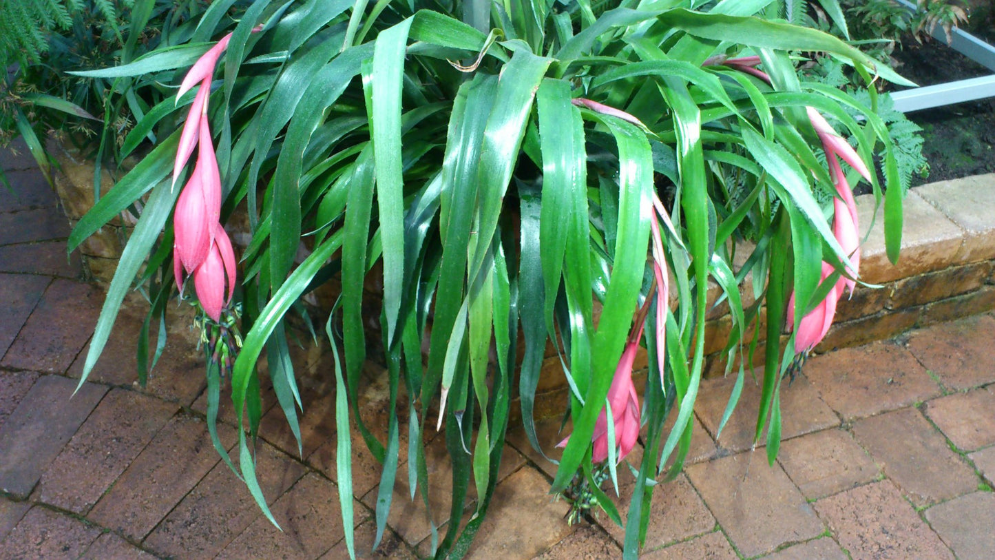 BILLBERGIA NUTANS (LACRIME DI REGINA)