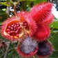 BIXA ORELLANA  (ACHIOTE)