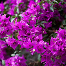 BOUGANVILLEA GLABRA CV. SANDERIANA