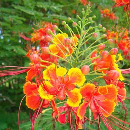 CAESALPINIA PULCHERRIMA YELLOW