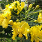 CAESALPINIA PULCHERRIMA GIALLA