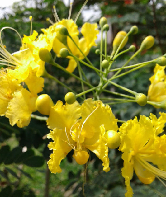 CAESALPINIA PULCHERRIMA YELLOW