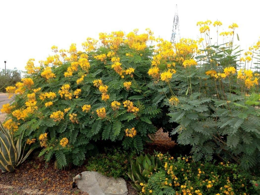 CAESALPINIA PULCHERRIMA GIALLA