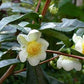 CAMELLIA SINENSIS (PIANTA DEL TE)