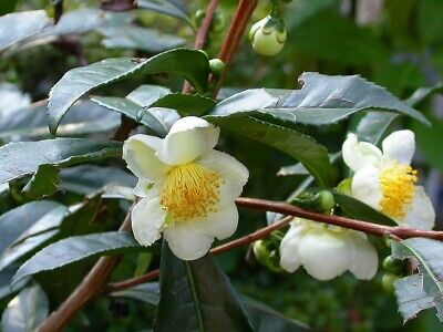 CAMELLIA SINENSIS (TEA PLANT)