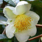 CAMELLIA SINENSIS (PIANTA DEL TE)