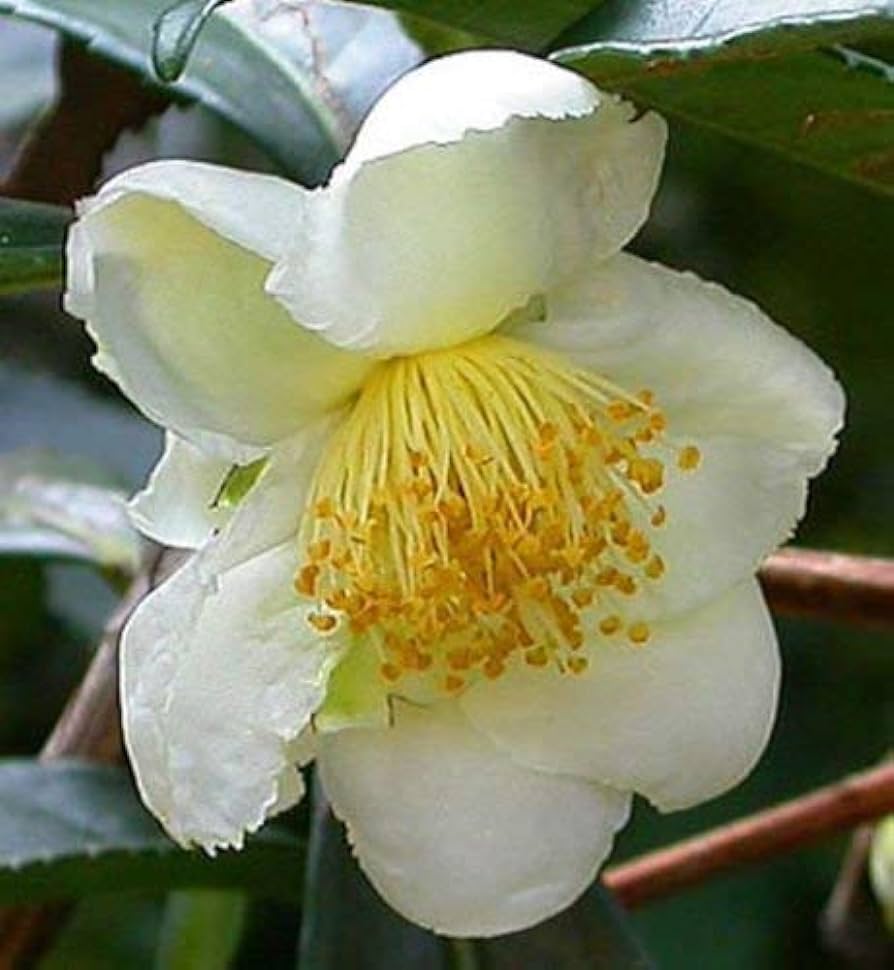 CAMELLIA SINENSIS (PIANTA DEL TE)