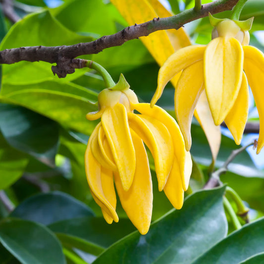 CANANGA ODORATA (YLANG YLANG)