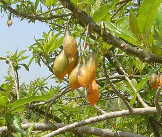 CARICA QUERCIFOLIA (MOUNTAIN PAPAYA)