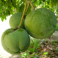 CASIMIROSA EDULIS VAR. PIKE (WHITE ZAPOTE)