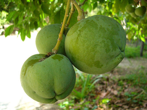 CASIMIROSA EDULIS VAR. PIKE (WHITE ZAPOTE)