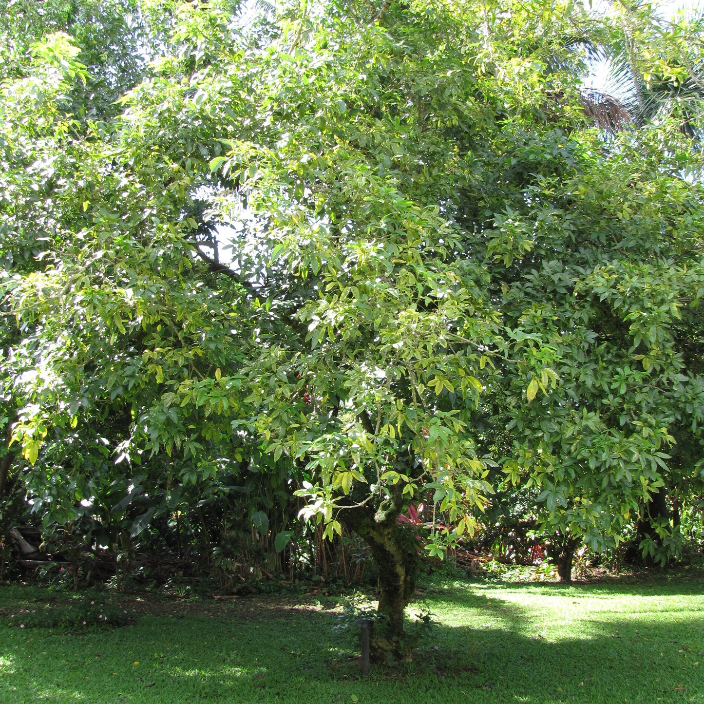 CASIMIROSA EDULIS VAR. PIKE (WHITE ZAPOTE)