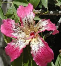 CEIBA SPECIOSA (CHORISIA - BOTTLE TREE)