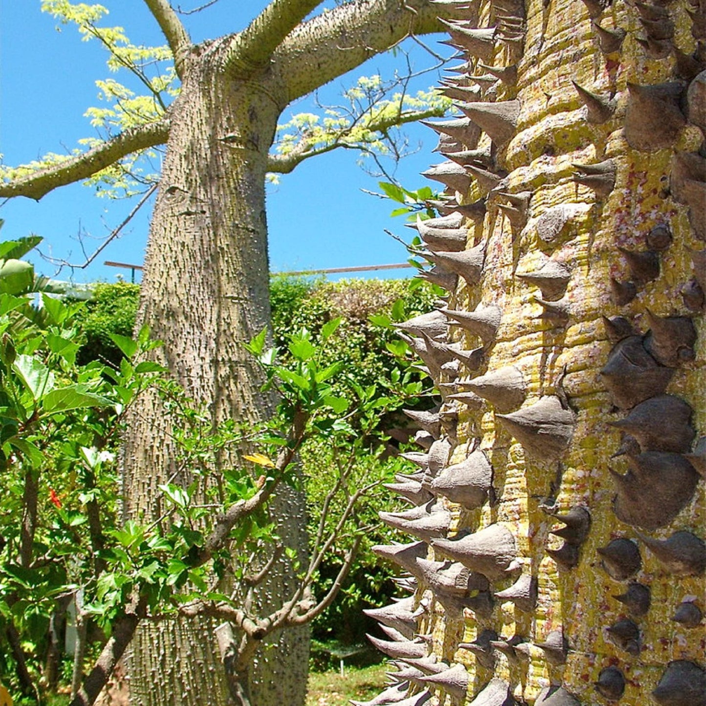 CEIBA SPECIOSA (CHORISIA) - (ALBERO BOTTIGLIA)