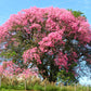 CEIBA SPECIOSA (CHORISIA) - (ALBERO BOTTIGLIA)