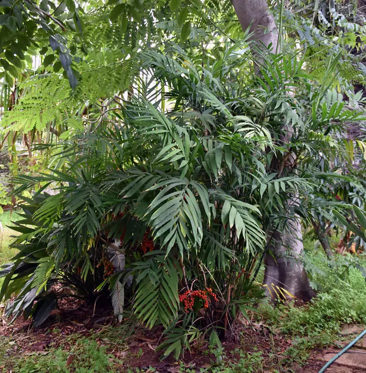 CHAMAEDOREA MICROSPADIX (PALMA BAMBU)