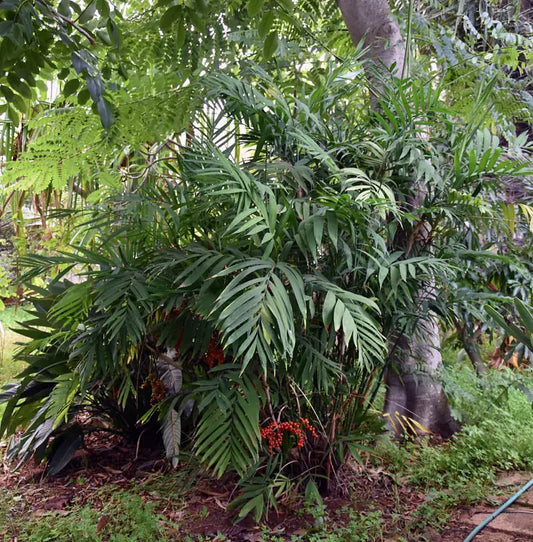 CHAMAEDOREA MICROSPADIX (PALMA BAMBU)